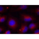 Immunofluorescence - PTEN (Phospho-Ser380) Antibody from Signalway Antibody (11009) - Antibodies.com