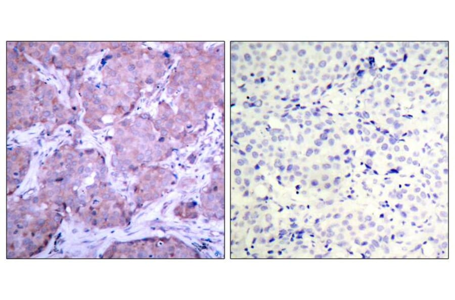 Immunohistochemistry - PTEN (Phospho-Ser380) Antibody from Signalway Antibody (11009) - Antibodies.com