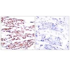Immunohistochemistry - JunB (Phospho-Ser79) Antibody from Signalway Antibody (11026) - Antibodies.com