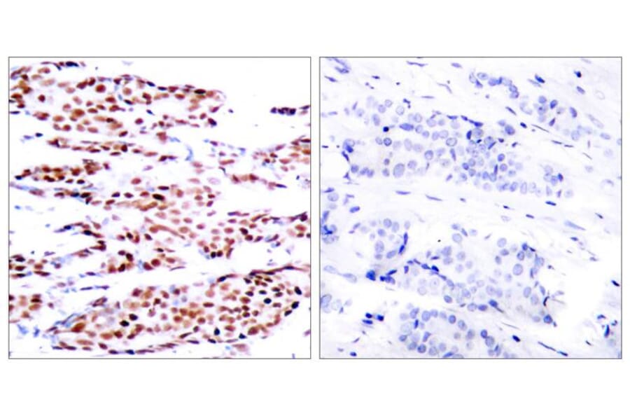 Immunohistochemistry - JunB (Phospho-Ser79) Antibody from Signalway Antibody (11026) - Antibodies.com