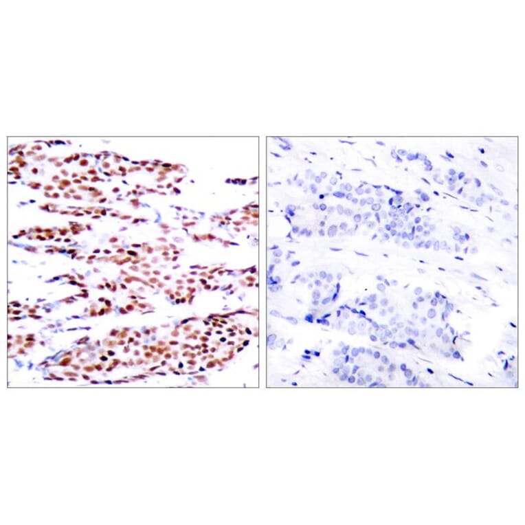 Immunohistochemistry - JunB (Phospho-Ser79) Antibody from Signalway Antibody (11026) - Antibodies.com