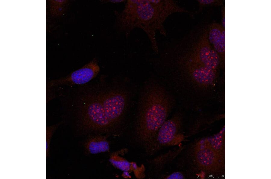 Immunofluorescence - JunB (Phospho-Ser79) Antibody from Signalway Antibody (11026) - Antibodies.com