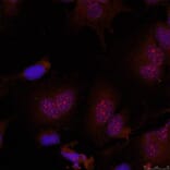 Immunofluorescence - JunB (Phospho-Ser79) Antibody from Signalway Antibody (11026) - Antibodies.com