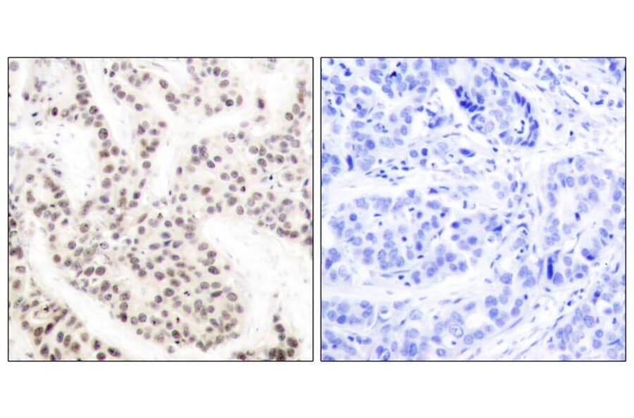 Immunohistochemistry - Elk1 (Phospho-Thr417) Antibody from Signalway Antibody (11038) - Antibodies.com
