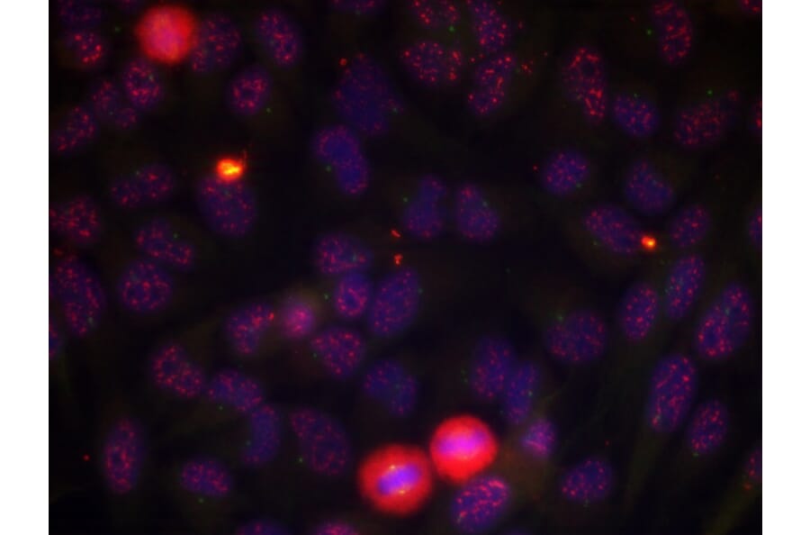 Immunofluorescence - Elk1 (Phospho-Thr417) Antibody from Signalway Antibody (11038) - Antibodies.com