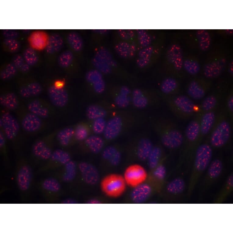 Immunofluorescence - Elk1 (Phospho-Thr417) Antibody from Signalway Antibody (11038) - Antibodies.com