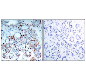 Immunohistochemistry - BIM (Phospho-Ser69) Antibody from Signalway Antibody (11288) - Antibodies.com