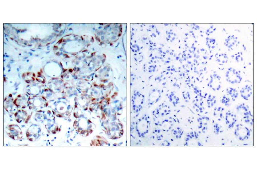 Immunohistochemistry - BIM (Phospho-Ser69) Antibody from Signalway Antibody (11288) - Antibodies.com