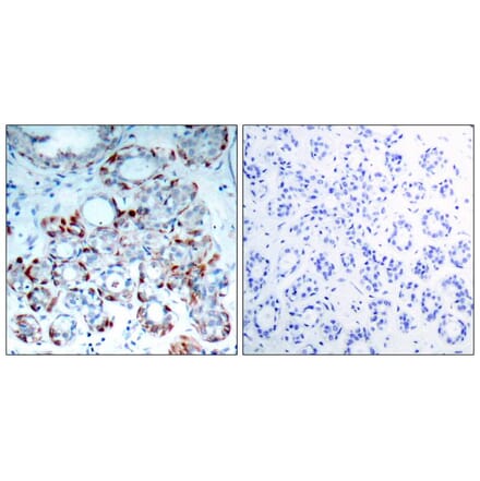 Immunohistochemistry - BIM (Phospho-Ser69) Antibody from Signalway Antibody (11288) - Antibodies.com