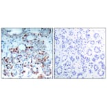 Immunohistochemistry - BIM (Phospho-Ser69) Antibody from Signalway Antibody (11288) - Antibodies.com