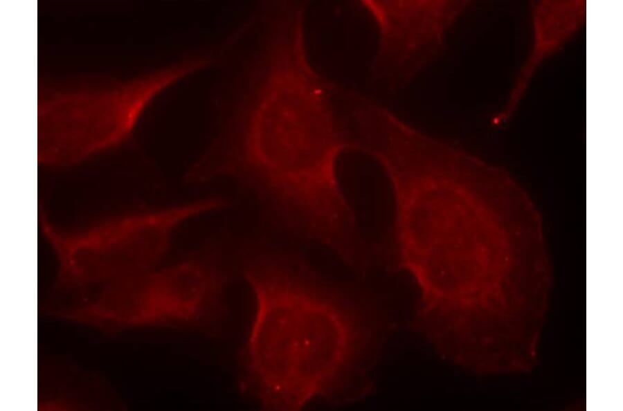 Immunofluorescence - BIM (Phospho-Ser69) Antibody from Signalway Antibody (11288) - Antibodies.com