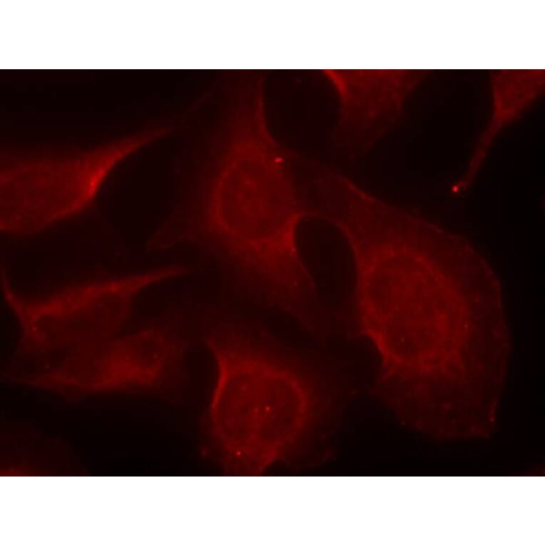 Immunofluorescence - BIM (Phospho-Ser69) Antibody from Signalway Antibody (11288) - Antibodies.com