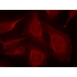 Immunofluorescence - BIM (Phospho-Ser69) Antibody from Signalway Antibody (11288) - Antibodies.com