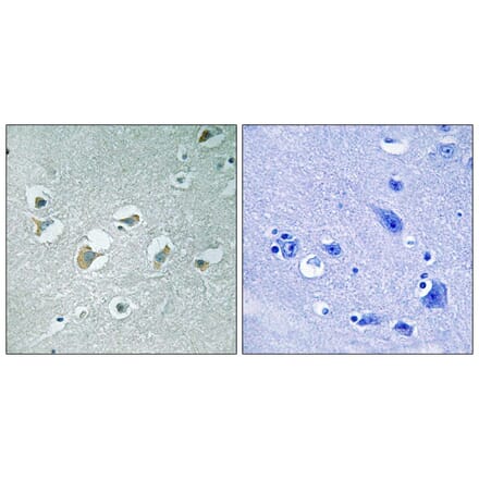 Immunohistochemistry - MLK1/2 (Phospho-Thr312/266) Antibody from Signalway Antibody (11744) - Antibodies.com