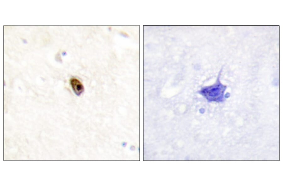 Immunohistochemistry - AurB/C (Phospho-Thr236/202) Antibody from Signalway Antibody (12111) - Antibodies.com