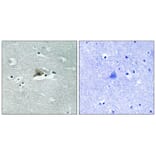 Immunohistochemistry - Claudin 5 (Phospho-Tyr217) Antibody from Signalway Antibody (11792) - Antibodies.com
