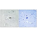 Immunohistochemistry - Ras-GRF1 (Phospho-Ser916) Antibody from Signalway Antibody (11678) - Antibodies.com