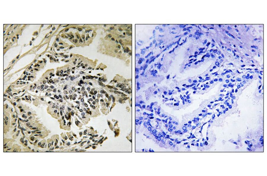 Immunohistochemistry - PEK/PERK (Phospho-Thr982) Antibody from Signalway Antibody (11751) - Antibodies.com