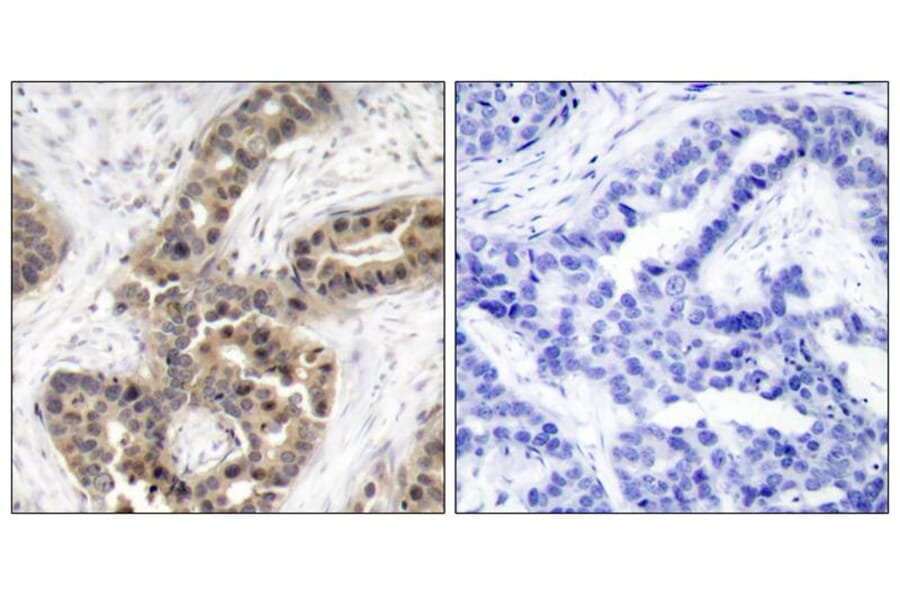 Immunohistochemistry - p21Cip1 (Phospho-Thr145) Antibody from Signalway Antibody (11206) - Antibodies.com
