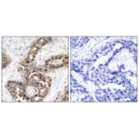 Immunohistochemistry - p21Cip1 (Phospho-Thr145) Antibody from Signalway Antibody (11206) - Antibodies.com
