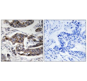 Immunohistochemistry - Girdin (Phospho-Ser1417) Antibody from Signalway Antibody (11804) - Antibodies.com