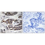 Immunohistochemistry - Girdin (Phospho-Ser1417) Antibody from Signalway Antibody (11804) - Antibodies.com