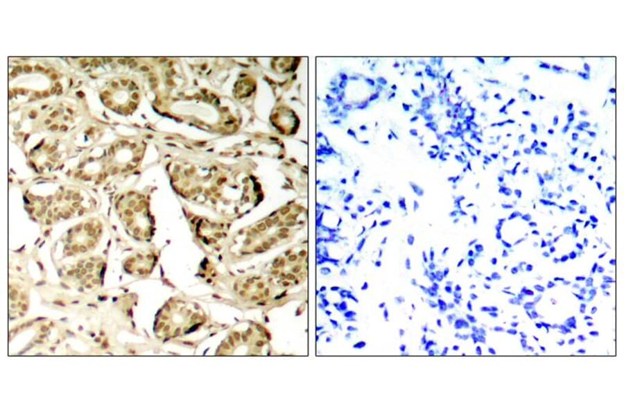 Immunohistochemistry - MEF2a (Phospho-Ser408) Antibody from Signalway Antibody (11309) - Antibodies.com