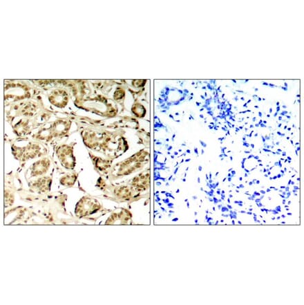 Immunohistochemistry - MEF2a (Phospho-Ser408) Antibody from Signalway Antibody (11309) - Antibodies.com