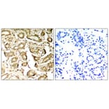 Immunohistochemistry - MEF2a (Phospho-Ser408) Antibody from Signalway Antibody (11309) - Antibodies.com