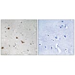 Immunohistochemistry - IKK-γ (Phospho-Ser376) Antibody from Signalway Antibody (11732) - Antibodies.com
