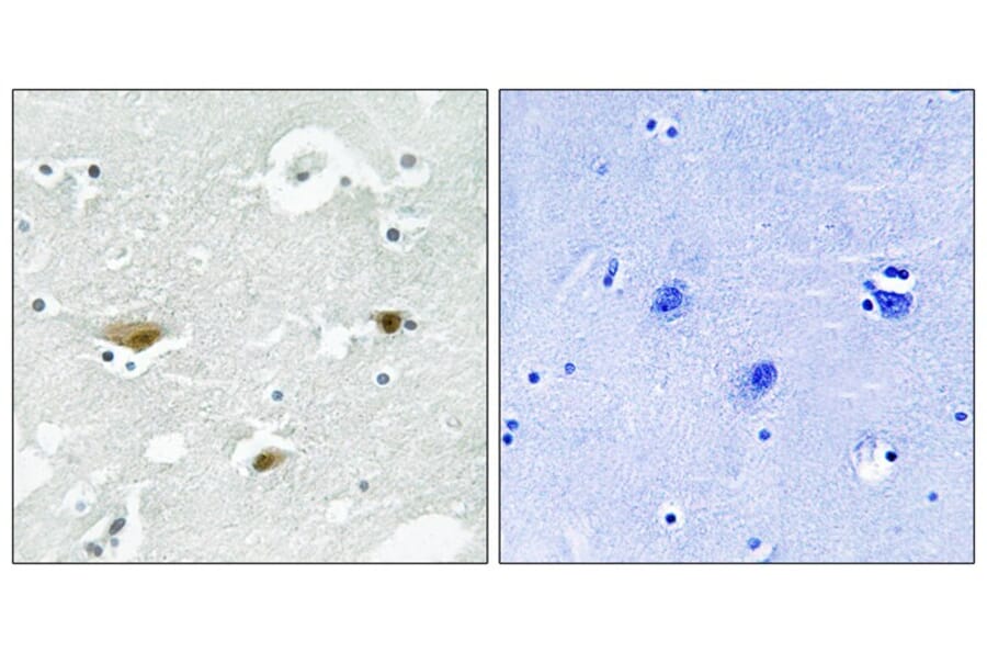 Immunohistochemistry - STK39 (Phospho-Ser323) Antibody from Signalway Antibody (11754) - Antibodies.com