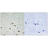 Immunohistochemistry - Trk A (Phospho-Tyr757) Antibody from Signalway Antibody (11757) - Antibodies.com