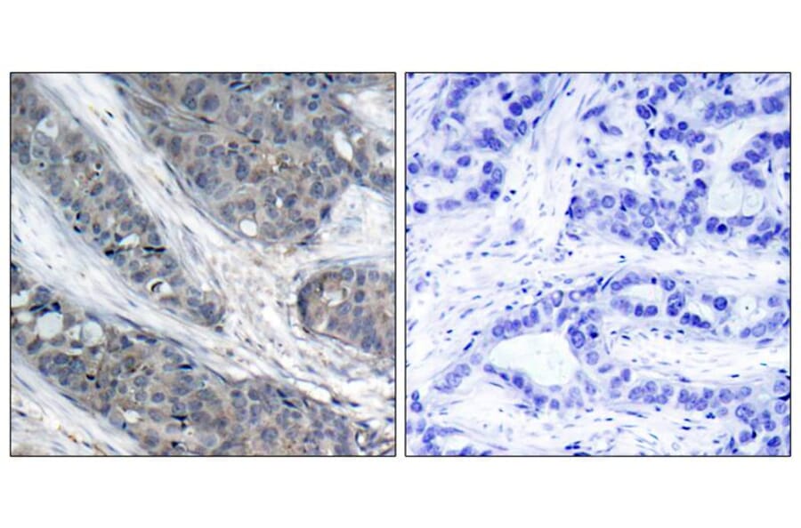 Immunohistochemistry - IRS-1 (Phospho-Ser307) Antibody from Signalway Antibody (11235) - Antibodies.com