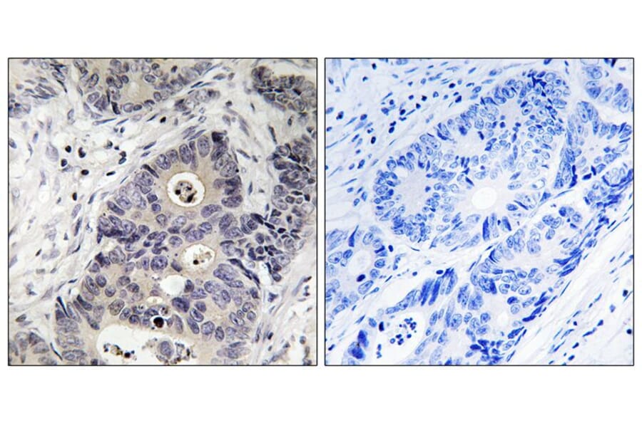 Immunohistochemistry - iNOS (Phospho-Tyr151) Antibody from Signalway Antibody (11766) - Antibodies.com