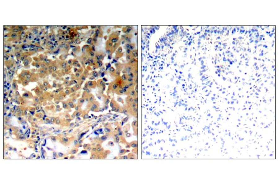 Immunohistochemistry - PKCζ (Phospho-Thr410) Antibody from Signalway Antibody (11314) - Antibodies.com