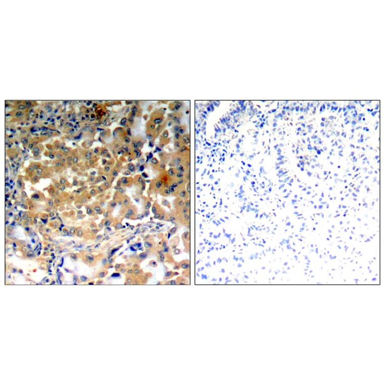 Immunohistochemistry - PKCζ (Phospho-Thr410) Antibody from Signalway Antibody (11314) - Antibodies.com