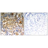 Immunohistochemistry - PKCζ (Phospho-Thr410) Antibody from Signalway Antibody (11314) - Antibodies.com