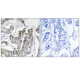 Immunohistochemistry - BLK (Phospho-Tyr501) Antibody from Signalway Antibody (11727) - Antibodies.com