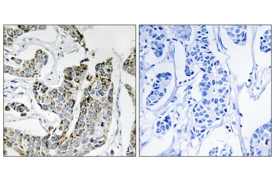 Immunohistochemistry - BLK (Phospho-Tyr501) Antibody from Signalway Antibody (11727) - Antibodies.com