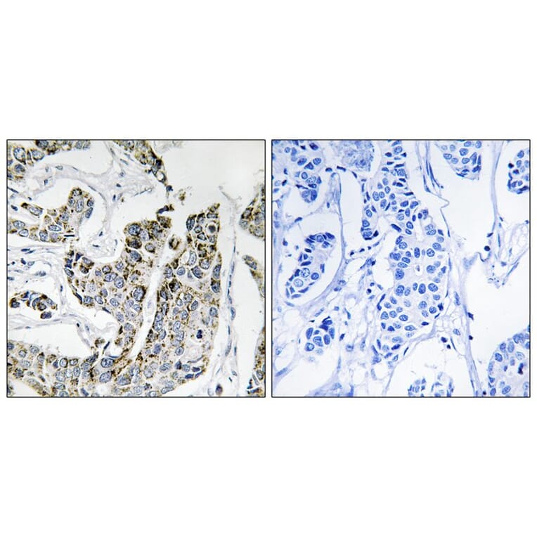 Immunohistochemistry - BLK (Phospho-Tyr501) Antibody from Signalway Antibody (11727) - Antibodies.com