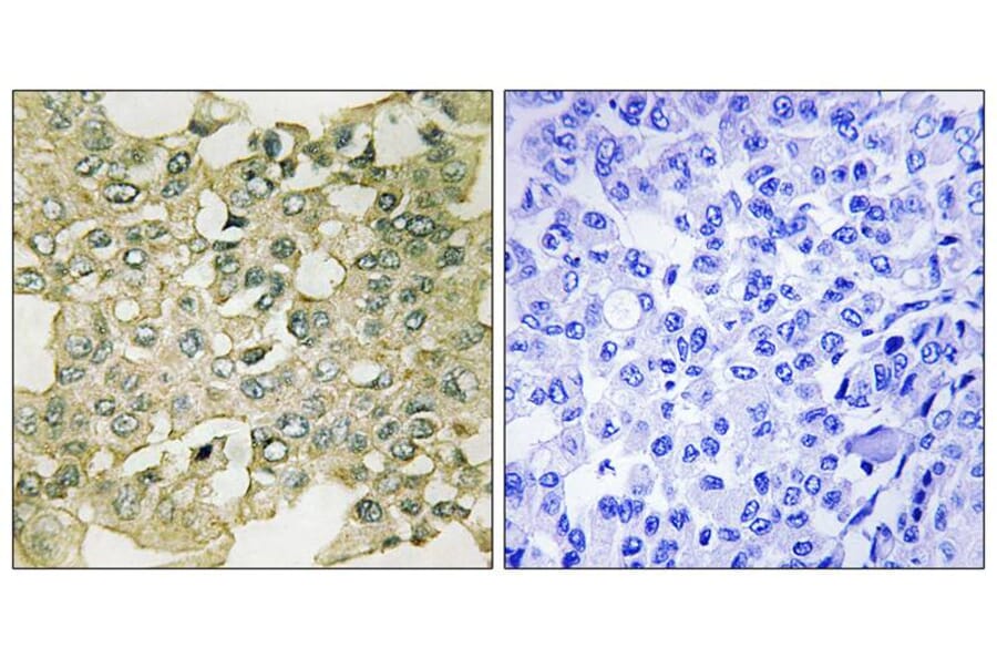 Immunohistochemistry - MYT1 (Phospho-Ser83) Antibody from Signalway Antibody (11745) - Antibodies.com