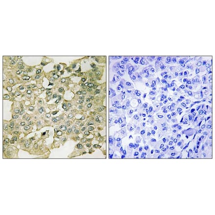 Immunohistochemistry - MYT1 (Phospho-Ser83) Antibody from Signalway Antibody (11745) - Antibodies.com