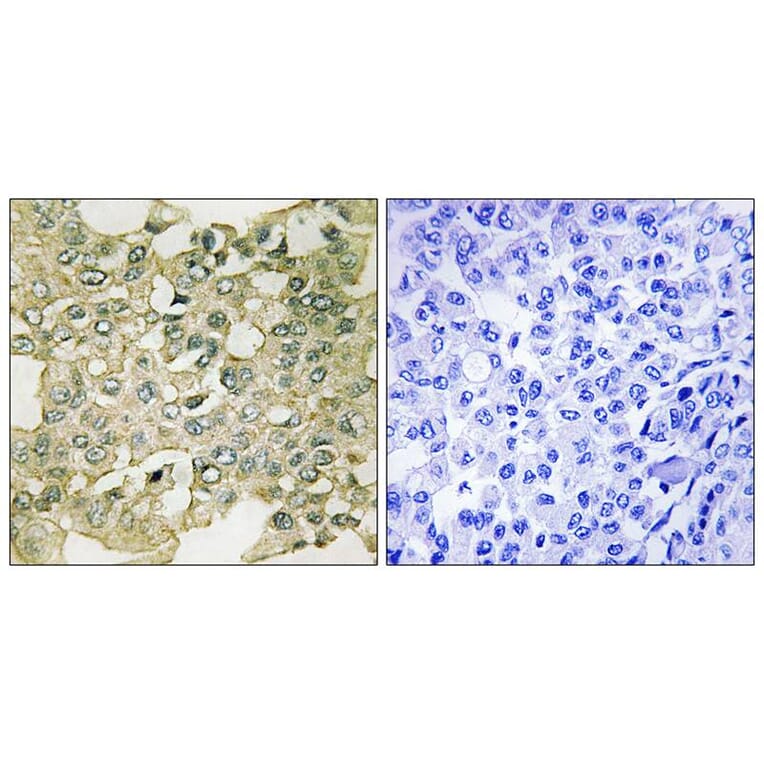Immunohistochemistry - MYT1 (Phospho-Ser83) Antibody from Signalway Antibody (11745) - Antibodies.com