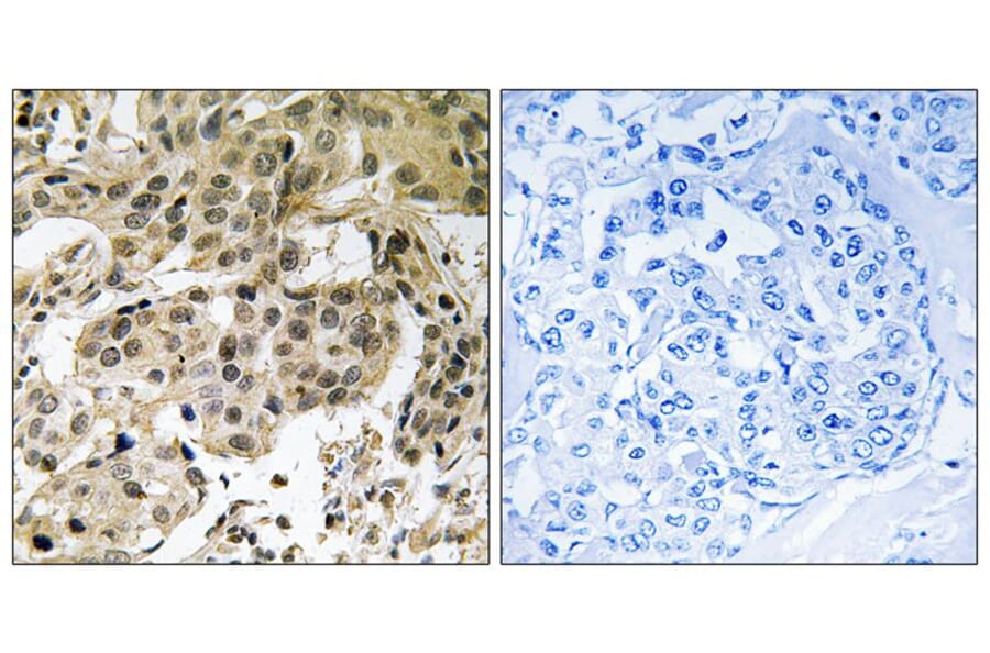 Immunohistochemistry - HP1α (Phospho-Ser92) Antibody from Signalway Antibody (11777) - Antibodies.com