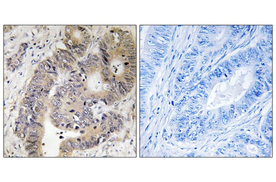 Immunohistochemistry - CAD (Phospho-Thr456) Antibody from Signalway Antibody (11789) - Antibodies.com