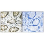 Immunohistochemistry - ATR (Phospho-Ser428) Antibody from Signalway Antibody (12129) - Antibodies.com