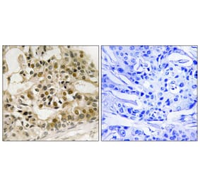 Immunohistochemistry - Myb (Phospho-Ser532) Antibody from Signalway Antibody (12145) - Antibodies.com