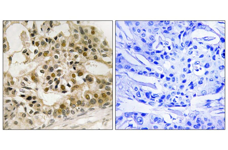 Immunohistochemistry - Myb (Phospho-Ser532) Antibody from Signalway Antibody (12145) - Antibodies.com