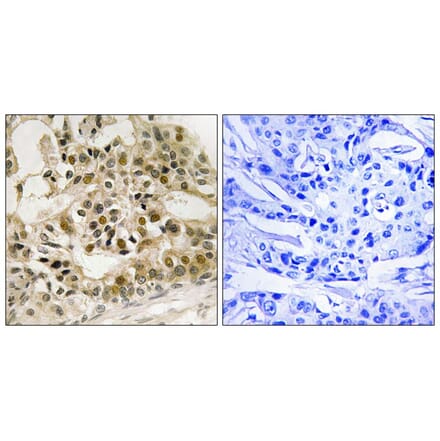 Immunohistochemistry - Myb (Phospho-Ser532) Antibody from Signalway Antibody (12145) - Antibodies.com