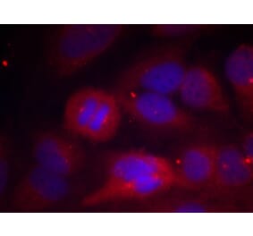 Immunofluorescence - Tyrosine Hydroxylase (Phospho-Ser40) Antibody from Signalway Antibody (11212) - Antibodies.com